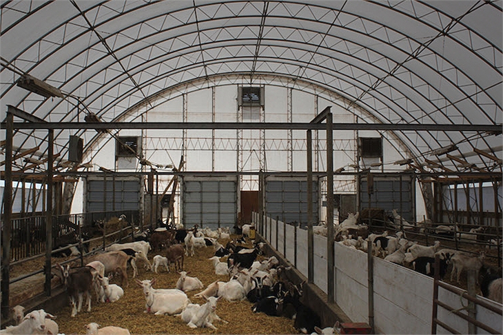 Dairy Goat Barn