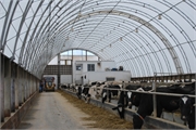 Building a Dairy Barn