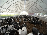 18 Cattle Barn