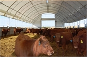 20 Cattle Barn