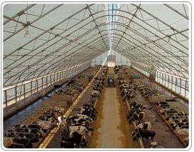 Fabric Covered Steel Truss Dairy Farm Buildings and Barns 1 - Milestones Building & Design