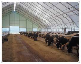 Fabric Covered Steel Truss Dairy Farm Buildings and Barns 5 - Milestones Building & Design