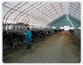 Fabric Covered Steel Truss Dairy Farm Buildings and Barns 8 - Milestones Building & Design