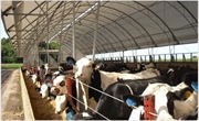 043 Cattle Barn