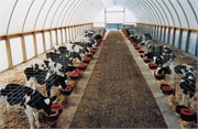 090 Agricultural - Calf Barn - Arch Design Fabric Buildings - Milestones 360.366.3077