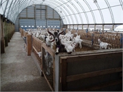 091 Agricultural - Goat Habitat - Arch Design Fabric Buildings - Milestones 360.366.3077