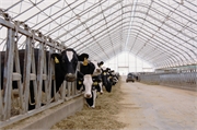099 Dairy Barn - Peak Design Fabric Buildings - Milestones 360.366.3077