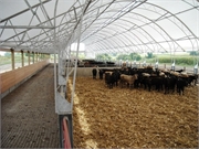 17 Cattle Barn