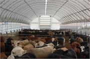 22 Cattle Barn